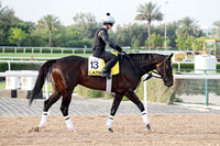 CATNIP46DUBAI_MTW