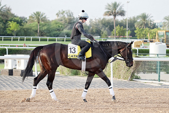 CATNIP46DUBAI_MTW