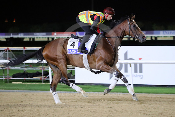 PACHOLLI26DUBAI_MTW