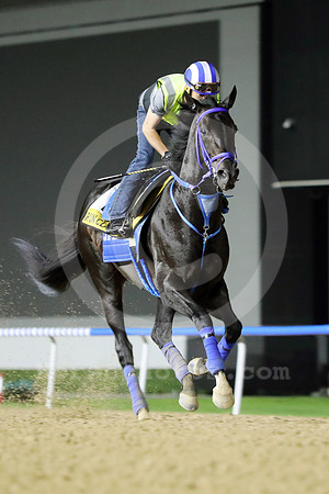 FACTEUR CHEVAL29DUBAI_MTW