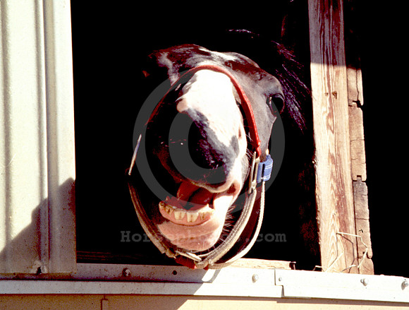 laughinghorse01_hr