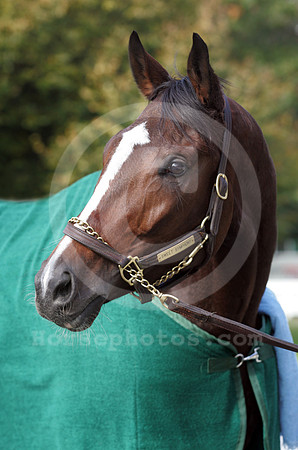 sweetsymphony12_dk
