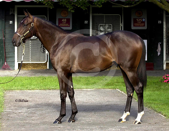 saratoga00hip.183comf