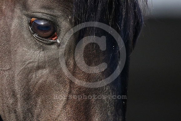 zandon13_rn