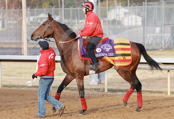 goldikova37_nh