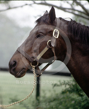 mrprospector
