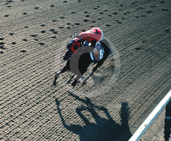 bold forbes belmont