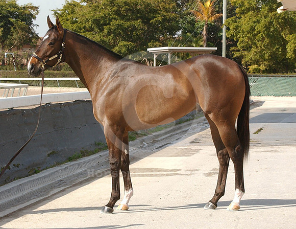 hip026C_jd