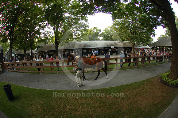 ft0807_horsesales11_jd