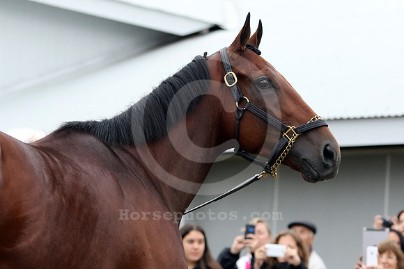 americanpharoah605_cg