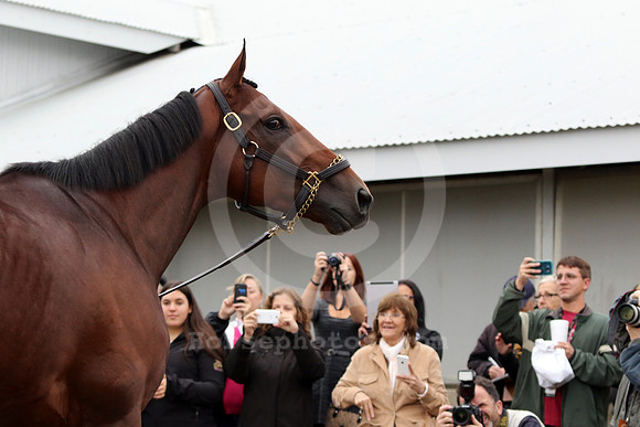 americanpharoah606_cg