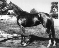 beldame01