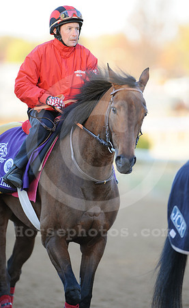 goldikova43_ljp