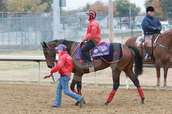 goldikova38_nh