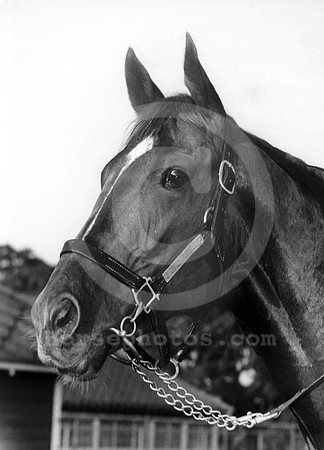 secretariat15