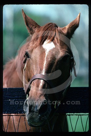 secretariat16_hr