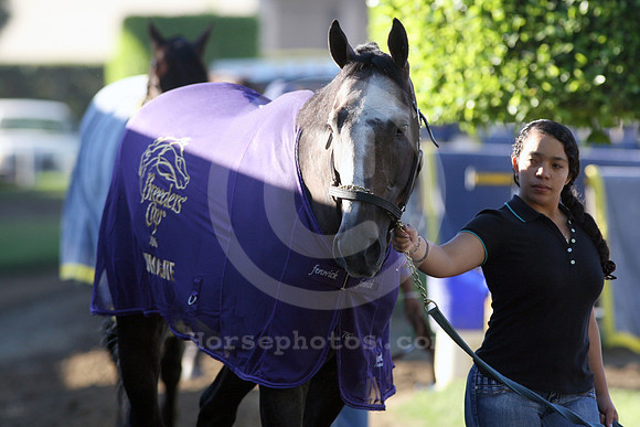 arrogate33_cg