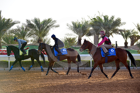 230223C914RIAD