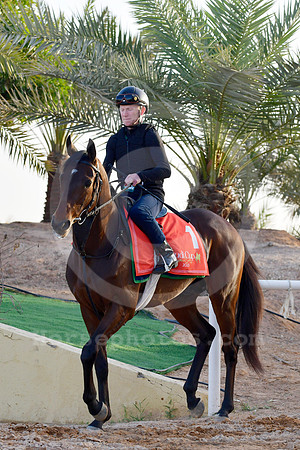 230223C910RIAD