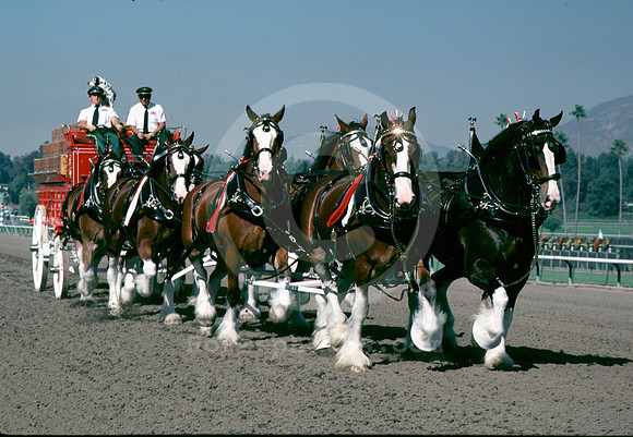 bc86clydesdales01