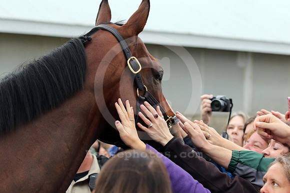 americanpharoah607_cg