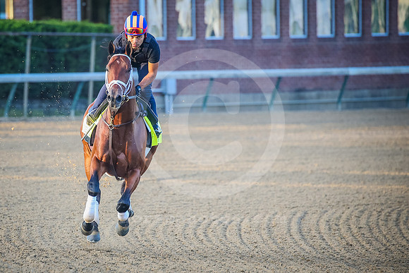 pioneerofmedina02_rn