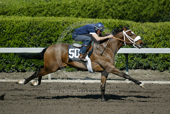 hip50_barretts05_ljp