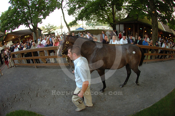 ft0807_horsesales13_jd