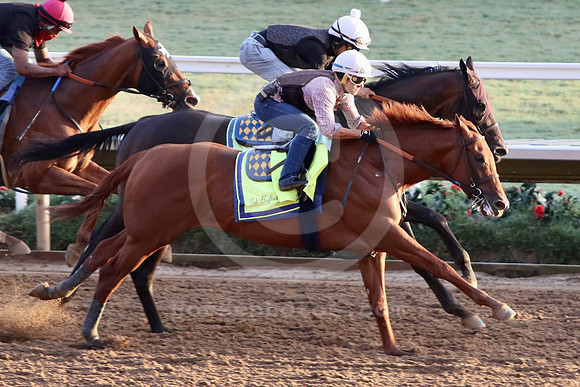 taiba11