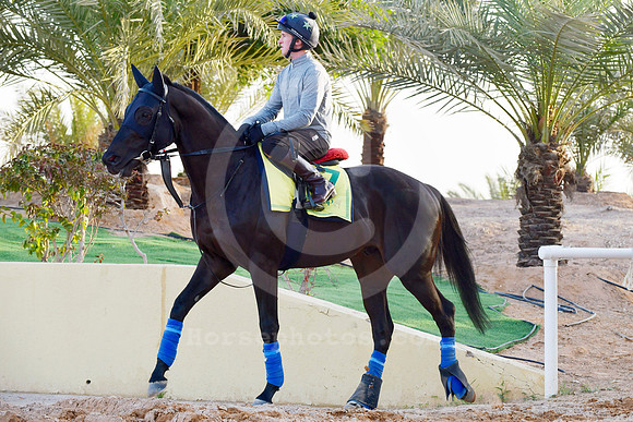230223C909RIAD