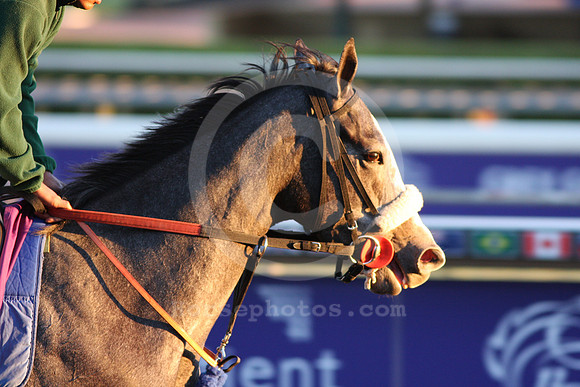 zaftig19_ev