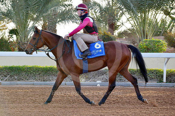 230223C915RIAD