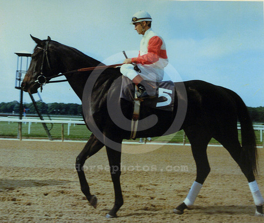 ruffian02