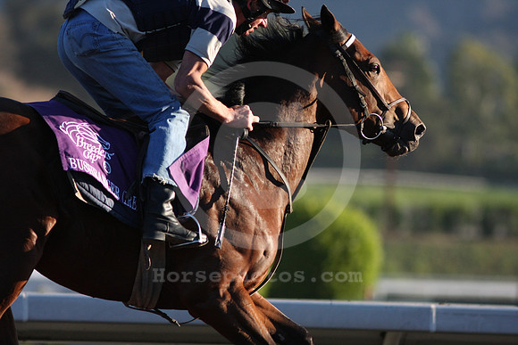 bushranger12_ev