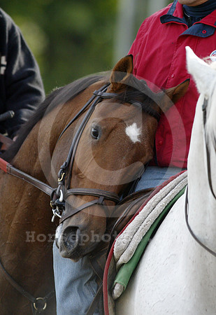 wildcatheir06_dk
