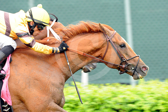 wisedan75_bn